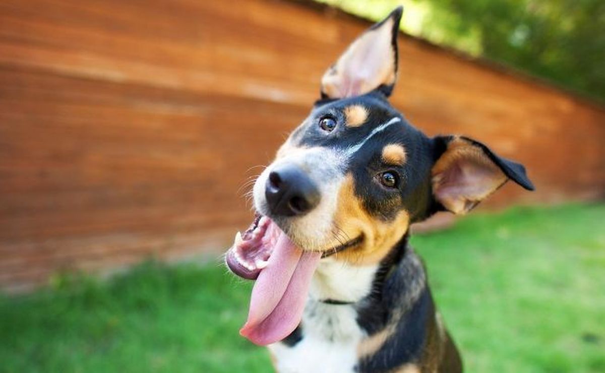 Conoce las cuatro cosas que le hacen más felices a los perros