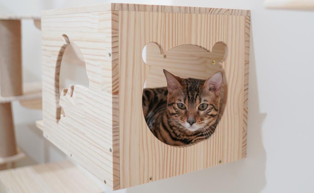 Voici quelques façons de fabriquer une maison pour chats, prenez note ! 