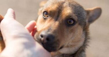 Existen varias formas para ayudar a los perros callejeros Solo toma nota de la información que te compartimos