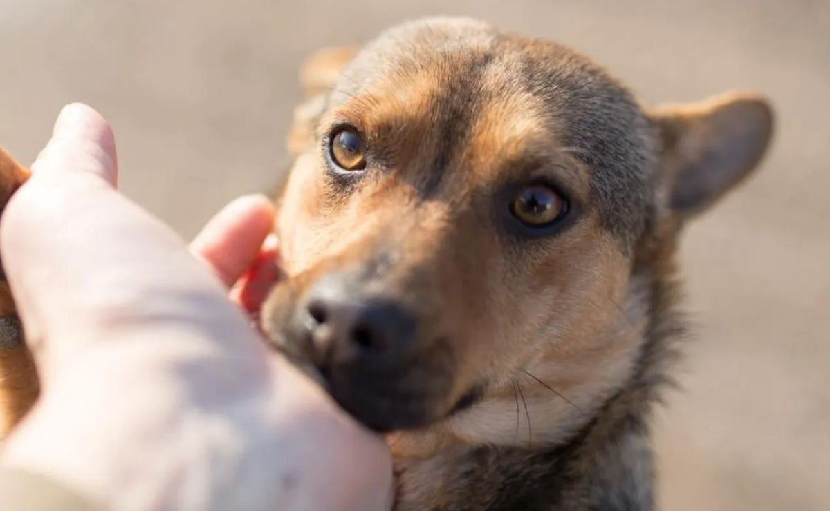 Existen varias formas para ayudar a los perros callejeros. Solo toma nota de la información que te compartimos