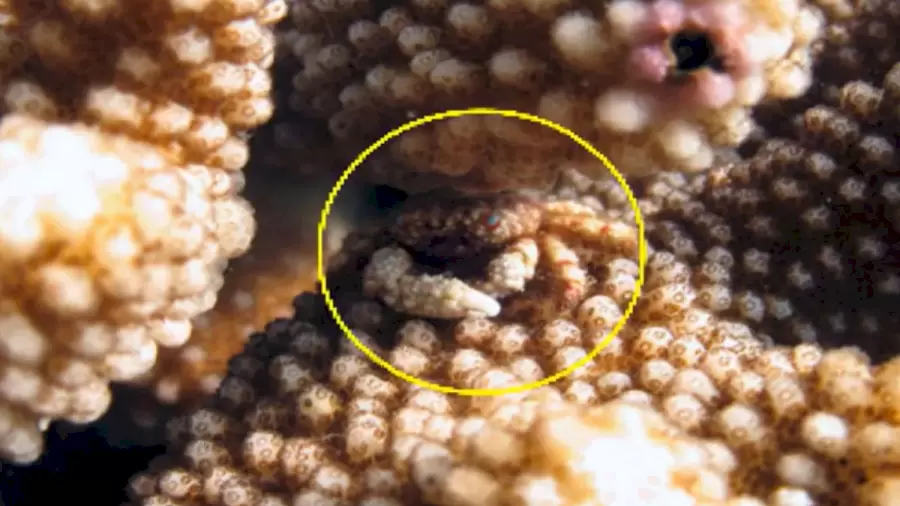 Test visuel d'illusion d'optique : vous serez étonné par la capacité de camouflage de ce crabe décorateur.