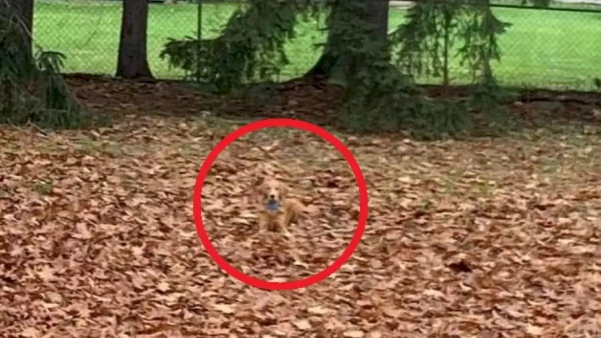 Illusion d'optique : Pouvez-vous trouver un chien dans cette image en 10 secondes ?