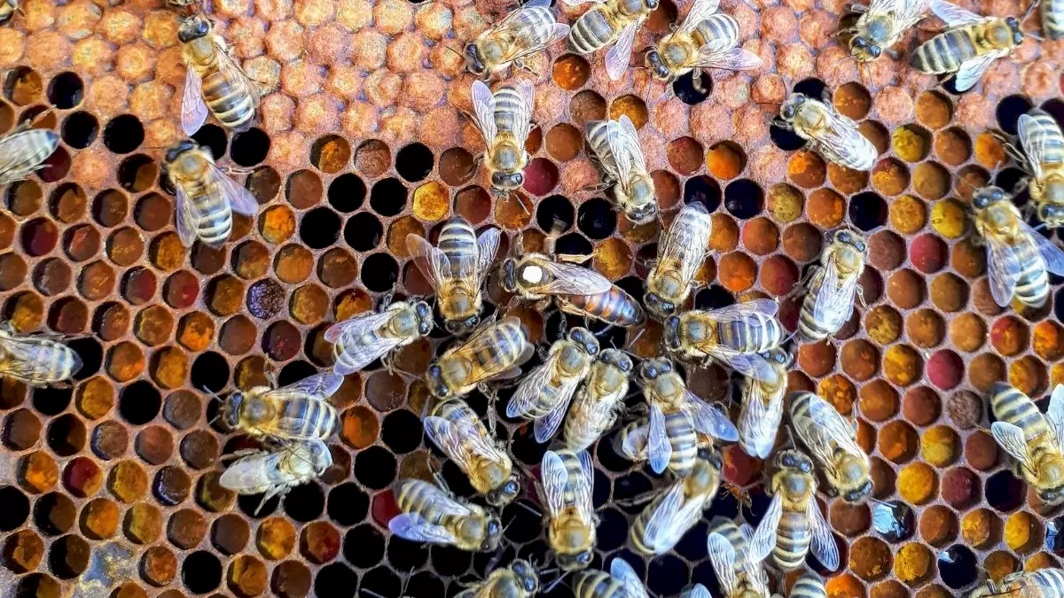 Illusion d'optique : Parmi les abeilles, il y a une fourmi. Pouvez-vous la repérer ?