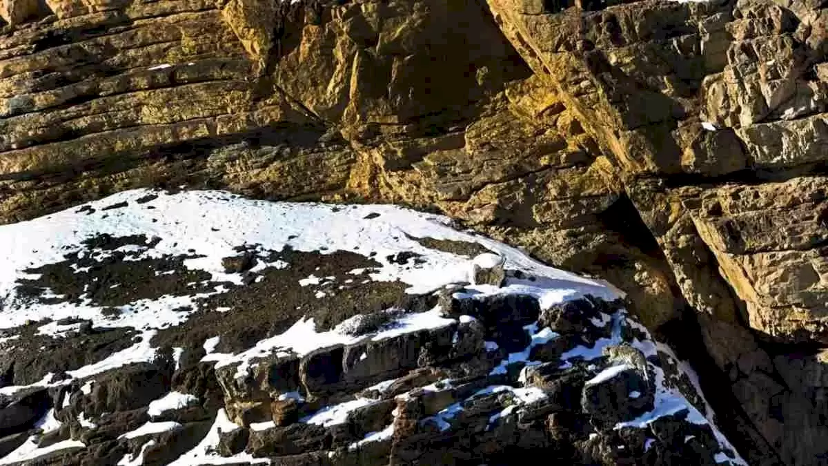 Illusion d'optique : cache-cache : Seulement 10% des personnes peuvent repérer le léopard dans cette montagne de neige.