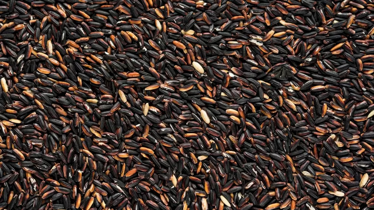 Test oculaire d'illusion d'optique : Pouvez-vous trouver un charbon de bois caché parmi les grains en 15 secondes ?