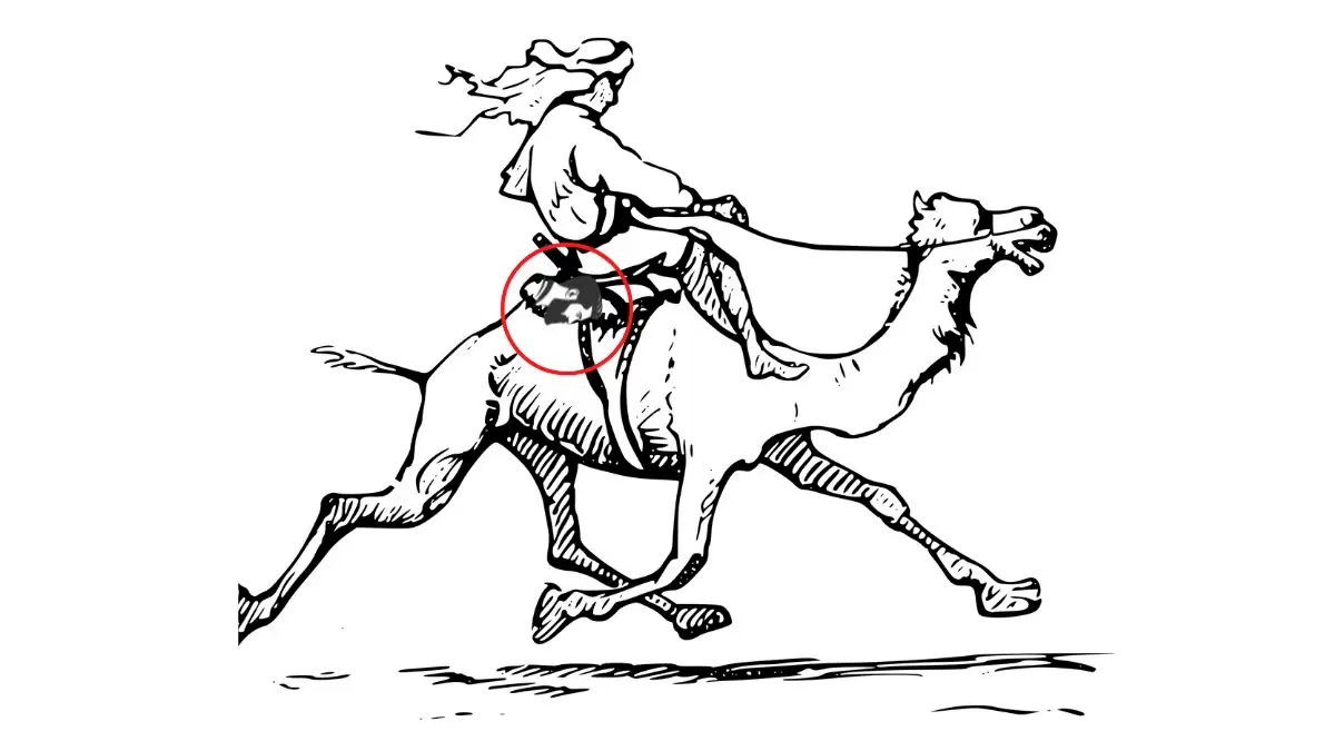 Second Camel Rider