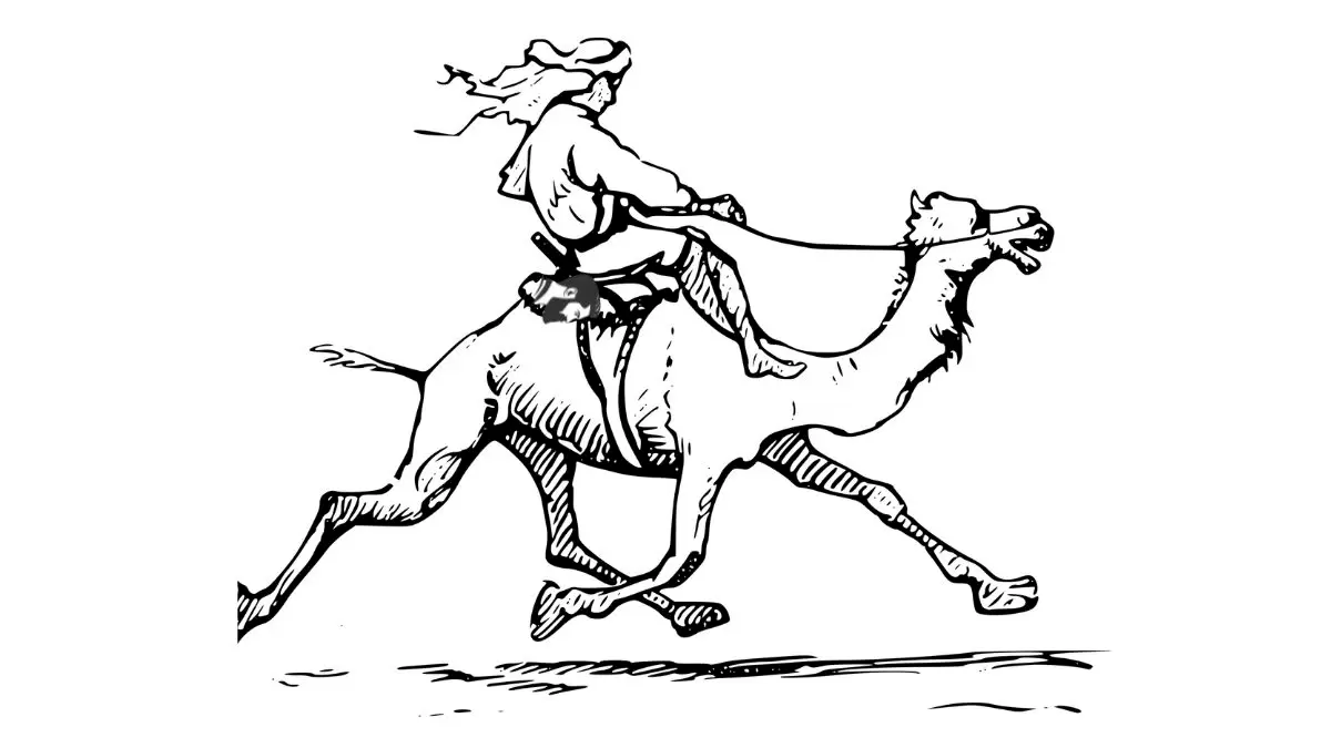 Deuxième cavalier de chameau