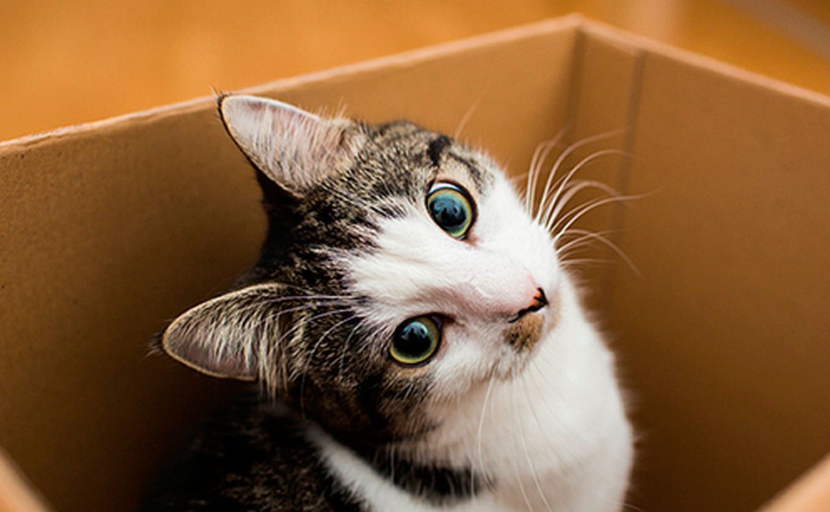 Amusant ? Découvrez pourquoi les chats rampent toujours à l'intérieur des boîtes. 