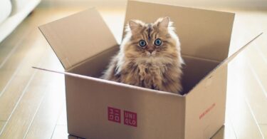 Estas son las razones por las que los gatos se meten dentro de las cajas y se divierten con esos objetos.
