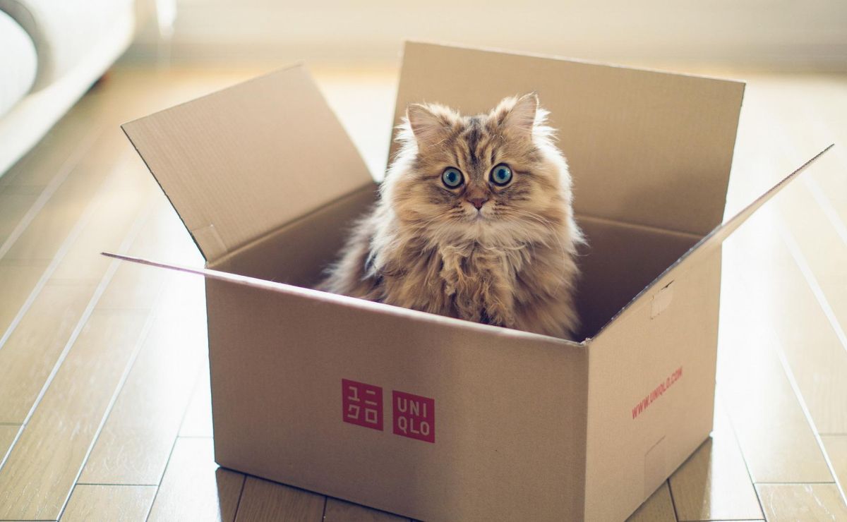 Estas son las razones por las que los gatos se meten dentro de las cajas y se divierten con esos objetos.