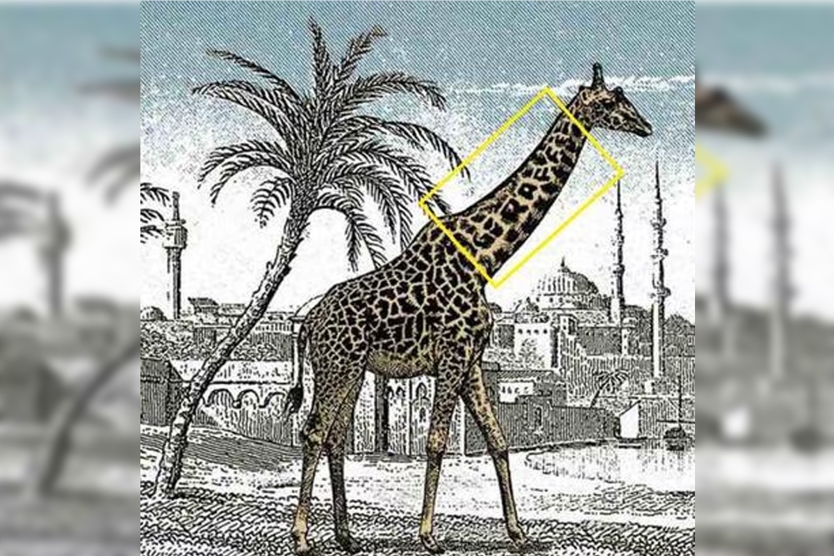 L'image montre une girafe ainsi que la solution au défi viral.