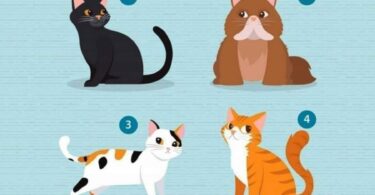 ¿Qué gato te gusta más? Este test de personalidad revelará tu nivel de inteligencia