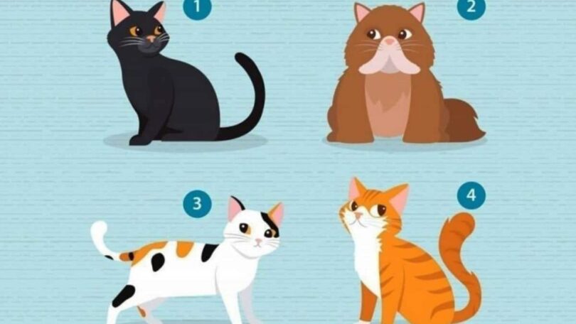 ¿Qué gato te gusta más? Este test de personalidad revelará tu nivel de inteligencia